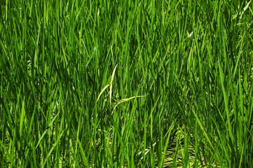 水田に発生したオモダカ