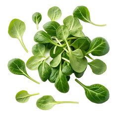 M&acirc;che Lamb's Lettuce PNG Isolated on White