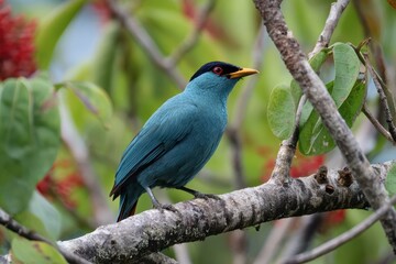 Fototapeta premium Bird of paradise resting on a tree limb