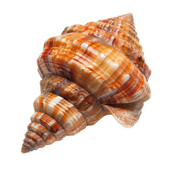 Obraz premium Close-up seashell, intricate patterns