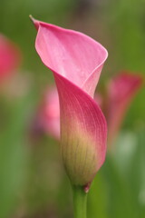 close up of  calla pink flower on the blurry background 