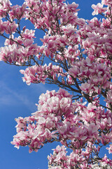Spring blooming pink magnolia tree. Flowering branches of Magnolia soulangeana against the blue sky