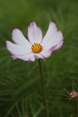 Obraz premium pink cosmos flower in the garden close up