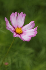 Fototapeta premium pink cosmos flower on the green grass close up