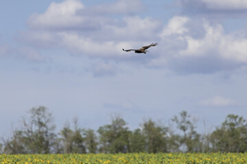 Falcon in the wild. Bird hunter in its natural habitat