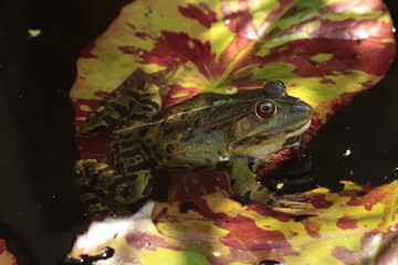 frog on the colorful leaves in the pond close up