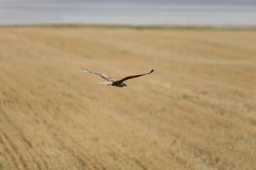 Falcon in the wild. Bird hunter in its natural habitat