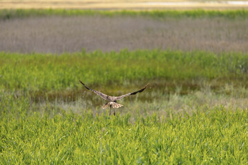 Falcon in the wild. Bird hunter in its natural habitat