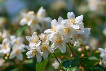 Obraz premium Jasmine blossoms in a park
