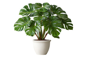 Lush green monstera plant in a white pot isolated on transparent background