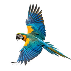 Fototapeta premium Vibrant Blue and Yellow Macaw Parrot in Flight with Transparent Background PNG