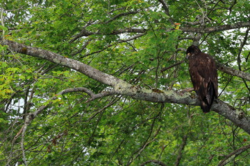 Juvenile bald eagle perched in a pine tree overlooking a lake
