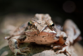 Macro photograph of a common frog (Rana temporaria) with a detailed view of its face and striking eyes, sitting on a rock in a natural forest environment.