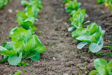 Cabbage Plants Growing in Rows on Vegetable Field Outdoor Organic Farming and Agriculture