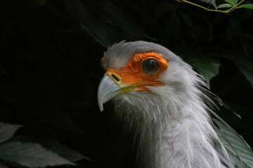 Beautiful secretary bird from Africa with large curved beak