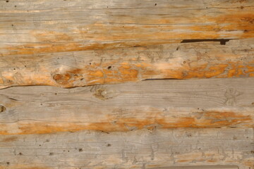 The texture of the tree. Natural realistic wooden texture with deep cracks..