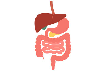 Internal Organs – Digestive System Vector