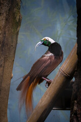 One Of the most exotic birds in Papua New Guinea.