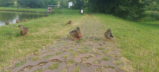 wild duck in the grass