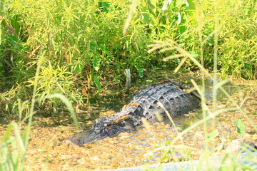 Pregnant Alligator
