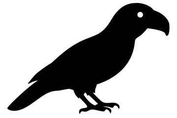 African Grey Parrot Silhouette bird animal