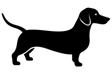 Albino Dachshund Dog Silhouette animal