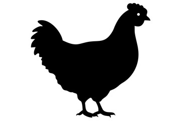 Silkie Chicken Silhouette on White Background poultry