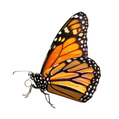 Fototapeta premium Monarch butterfly profile (1)