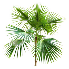 Fototapeta premium Vibrant palm tree graphic