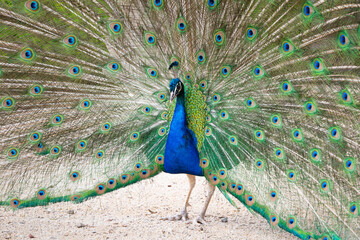 Obraz premium Peacock courtship behavior. The male bird is showing his colorful feathers to impress the female bird. Mating season of the common peafowl in the nature.