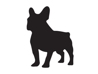 bulldog on white in sillhouette