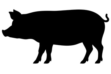 Landrace Pig Silhouette on White Background animal
