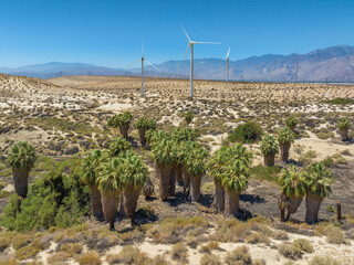 Wind turbines generating clean electricity in the desert with an oasis of palm trees in foreground...