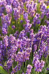 Obraz premium Close up, macro view of vibrant purple lavender flowers in soft evening sunlight. Golden light, delicate texture and fragrant essence of blooming plants in full summer. Natural background, lanscape