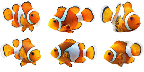 Set of clown fish isolated on white transparent background, cutout