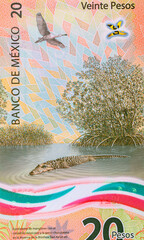 20 Pesos of Mexico with the image of a crocodile and a chocolate heron in the Sian Ka'an Biosphere Reserve. Polymer money of Mexico.