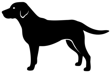 Albino Labrador Dog Silhouette animal
