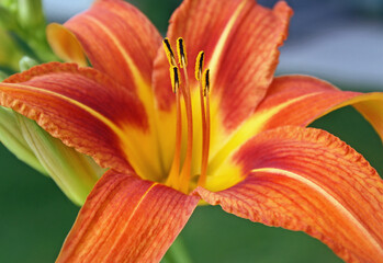 Vibrant Orange and Yellow Day Lily.  Close up showing pollen covered Stamen in center