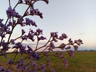Lavender flowers against the backdrop of the evening sunset