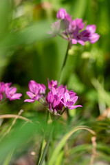 Bunch of Allium oreophilum pink lily leek garlic flowers in bloom, beautiful ornamental flowering plant