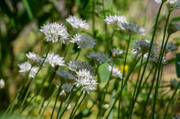Bunch of white allium neapolitanum daffodil naples garlic flowers in bloom, beautiful ornamental flowering plant