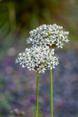 Allium nigrum black broad-leaved broadleaf garlic white flowering plant, ornamental beautiful garden flowers in bloom