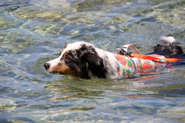 Australian Shepherd swimming in the ocean, island of Murter, Croatia