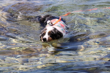 Australian Shepherd swimming in the ocean, island of Murter, Croatia