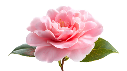 Camelia flower in blush pink on white background