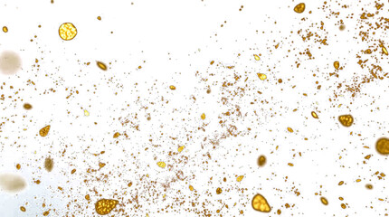 Abstract explosion of golden glitter dust and amber particles in a dynamic splash. Transparent Background Png image Isolated on white background design.