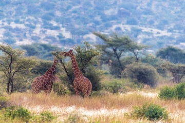 Close-up of Reticulated Giraffe - Giraffa camelopardialis reticulata- grazing in the Samburu...