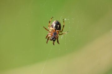 Spinne