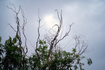 tree branches against blue sky