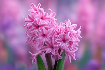 Obraz premium pink hyacinths against a colorful blurred backdrop